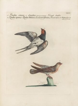 Ornithologia methodice digesta Pl.391 by Saverio Manetti