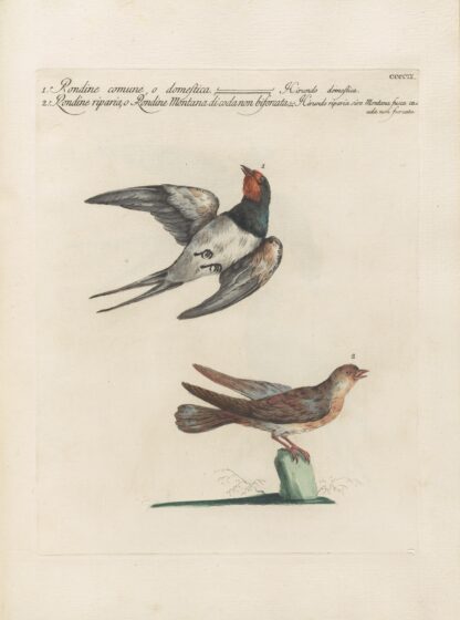 Ornithologia methodice digesta Pl.391 by Saverio Manetti