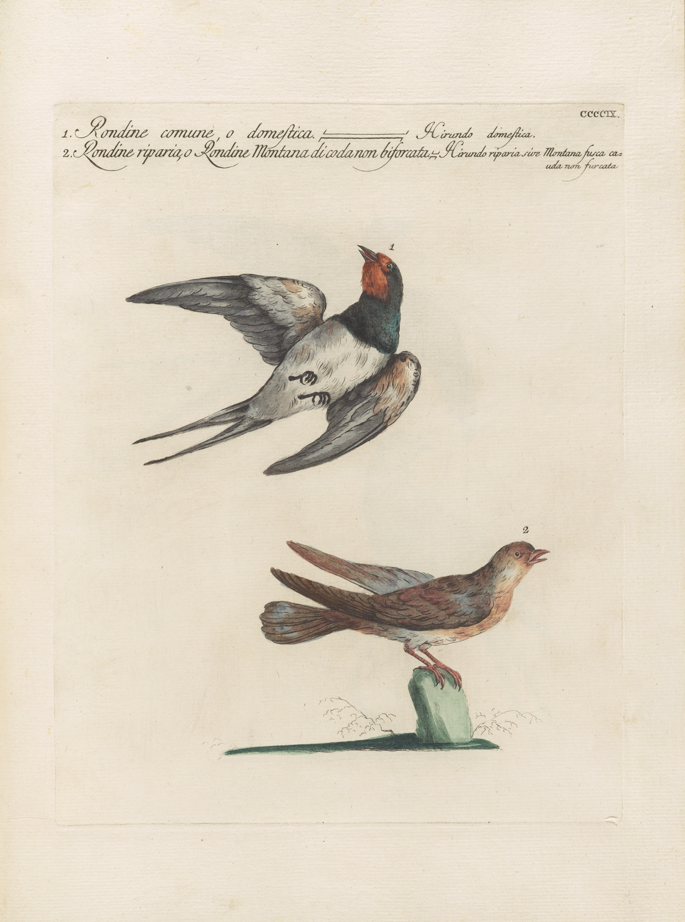 Ornithologia methodice digesta Pl.391 by Saverio Manetti