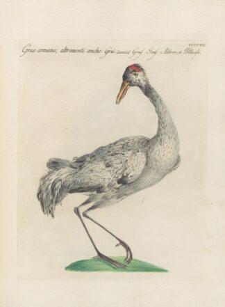 Ornithologia methodice digesta Pl.397 by Saverio Manetti