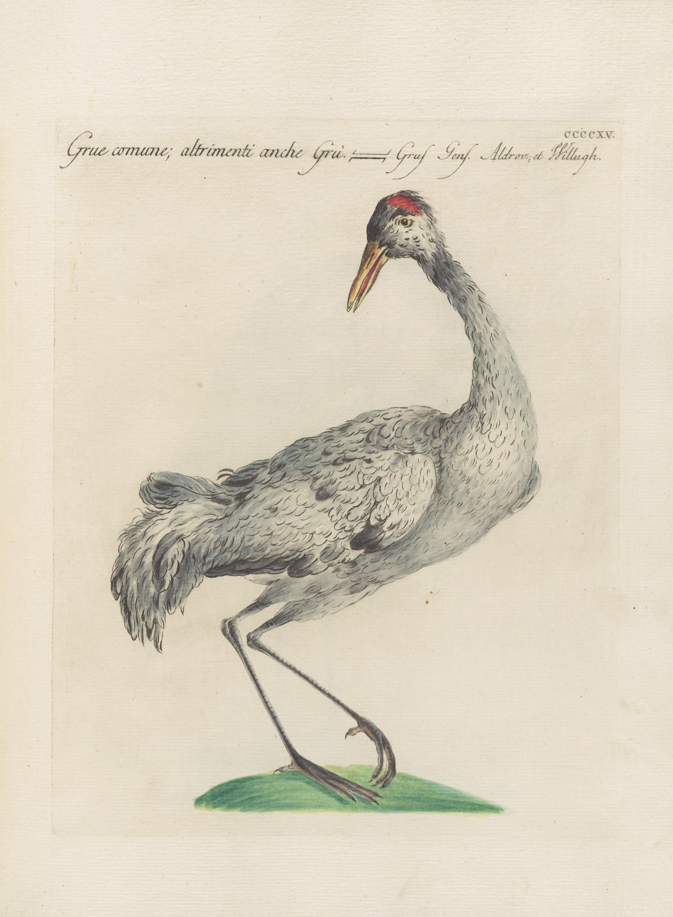 Ornithologia methodice digesta Pl.397 by Saverio Manetti