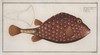 Ostracion Triqueter, The Trunck-fish. by Marcus Elieser Bloch