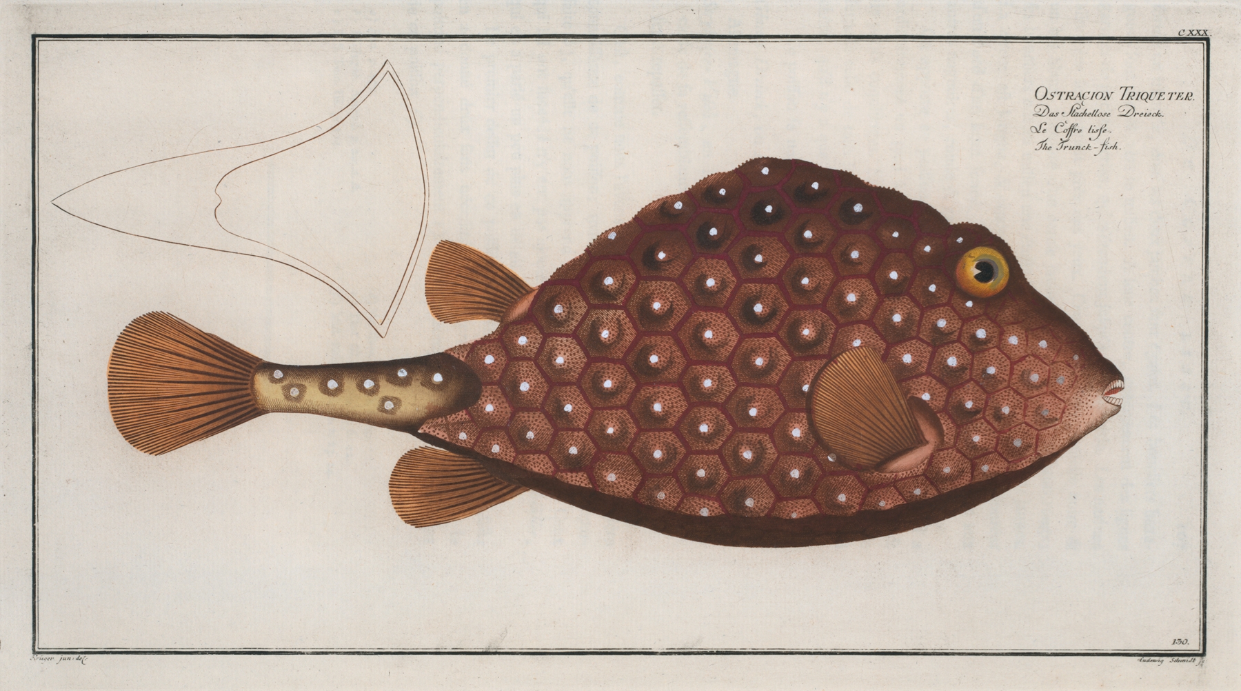Ostracion Triqueter, The Trunck-fish. by Marcus Elieser Bloch