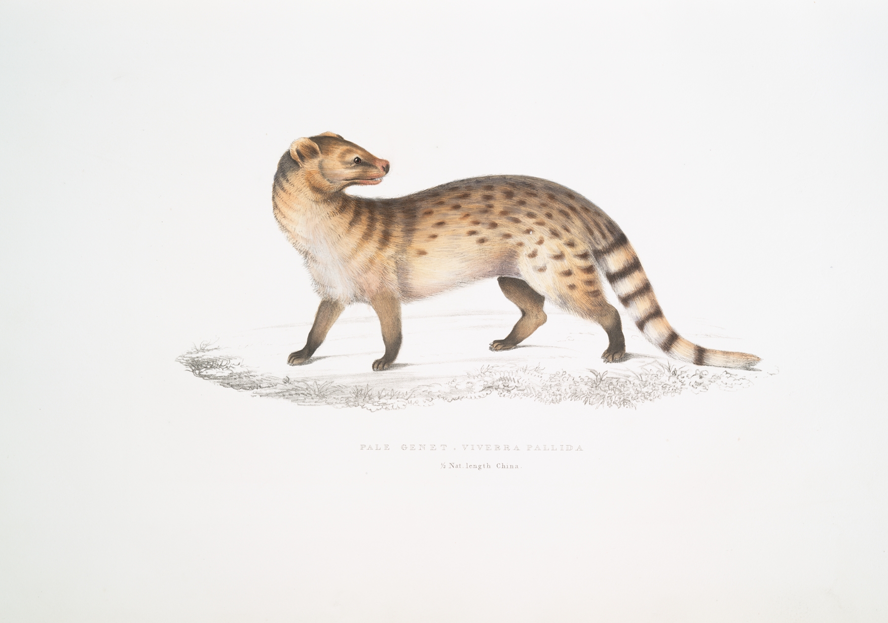 Pale Genet, Viverra pallida by John Edward Gray