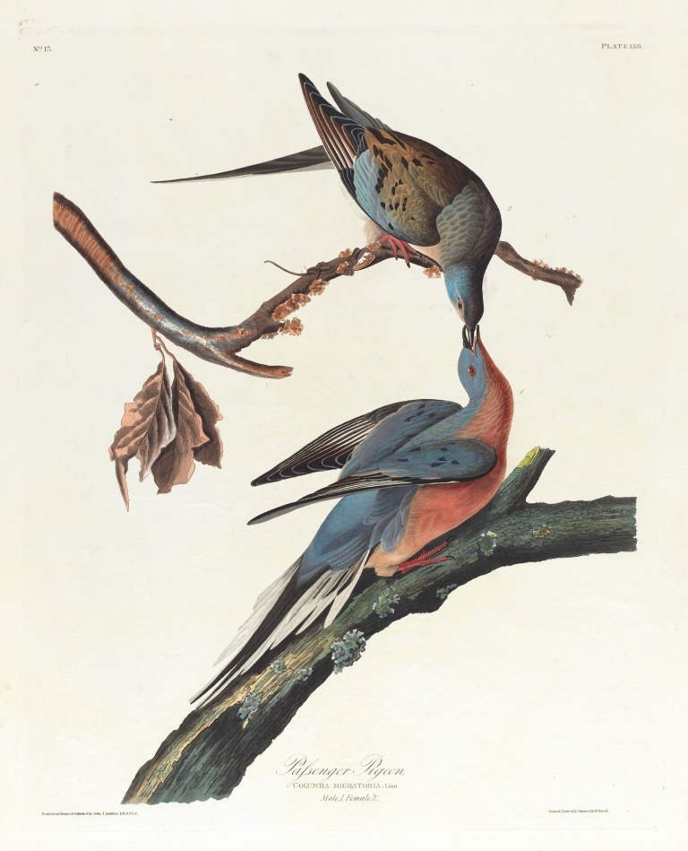 Passenger pigeon by John James Audubon