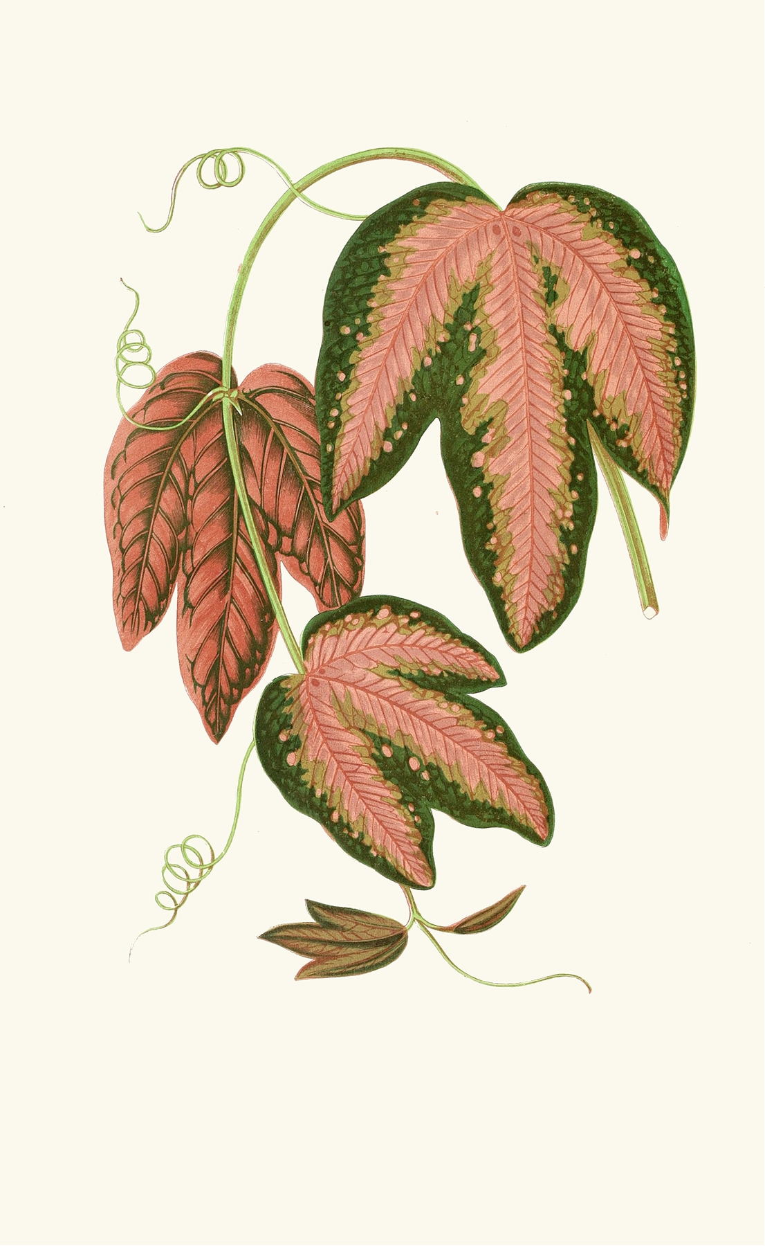 Passiflora Trifasciata by Edward Joseph Lowe
