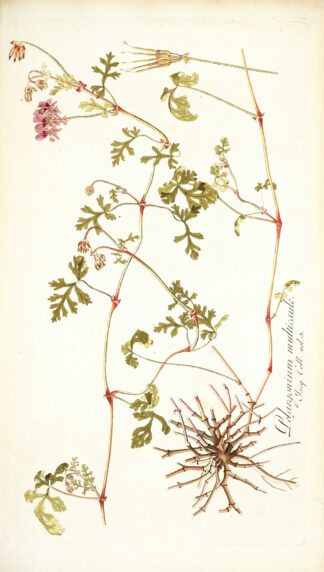 Pelargonium multicaule by Nikolaus Joseph Freiherr von Jacquin