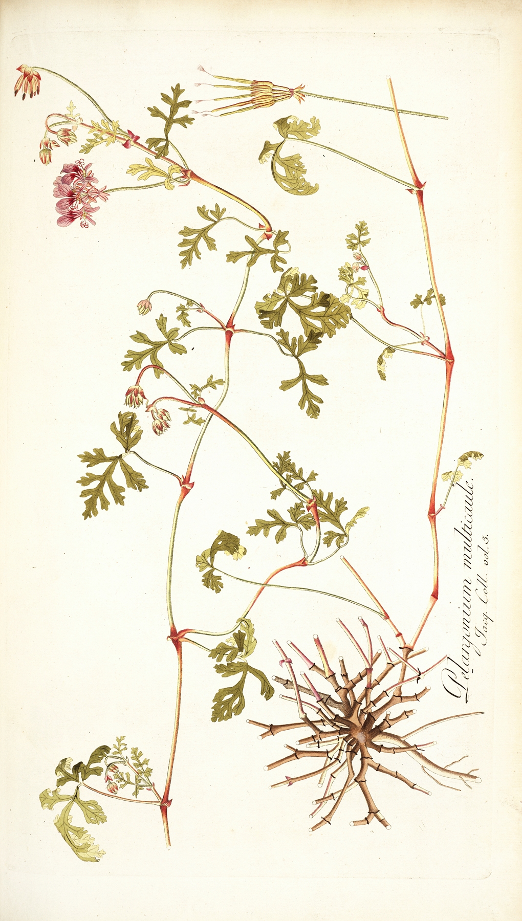Pelargonium multicaule by Nikolaus Joseph Freiherr von Jacquin