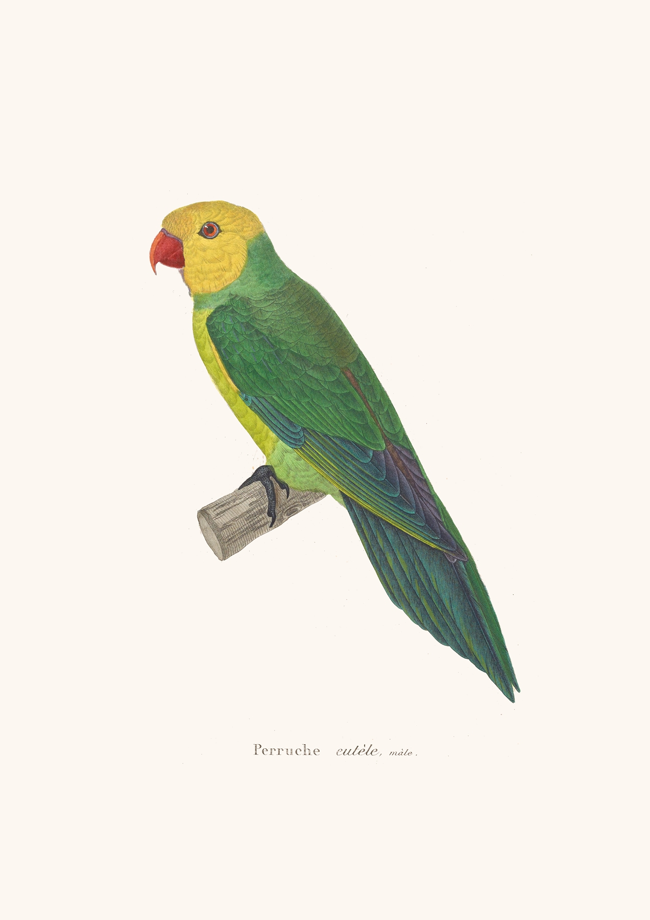 Perruche Eutèle. by Coenraad Jacob Temminck