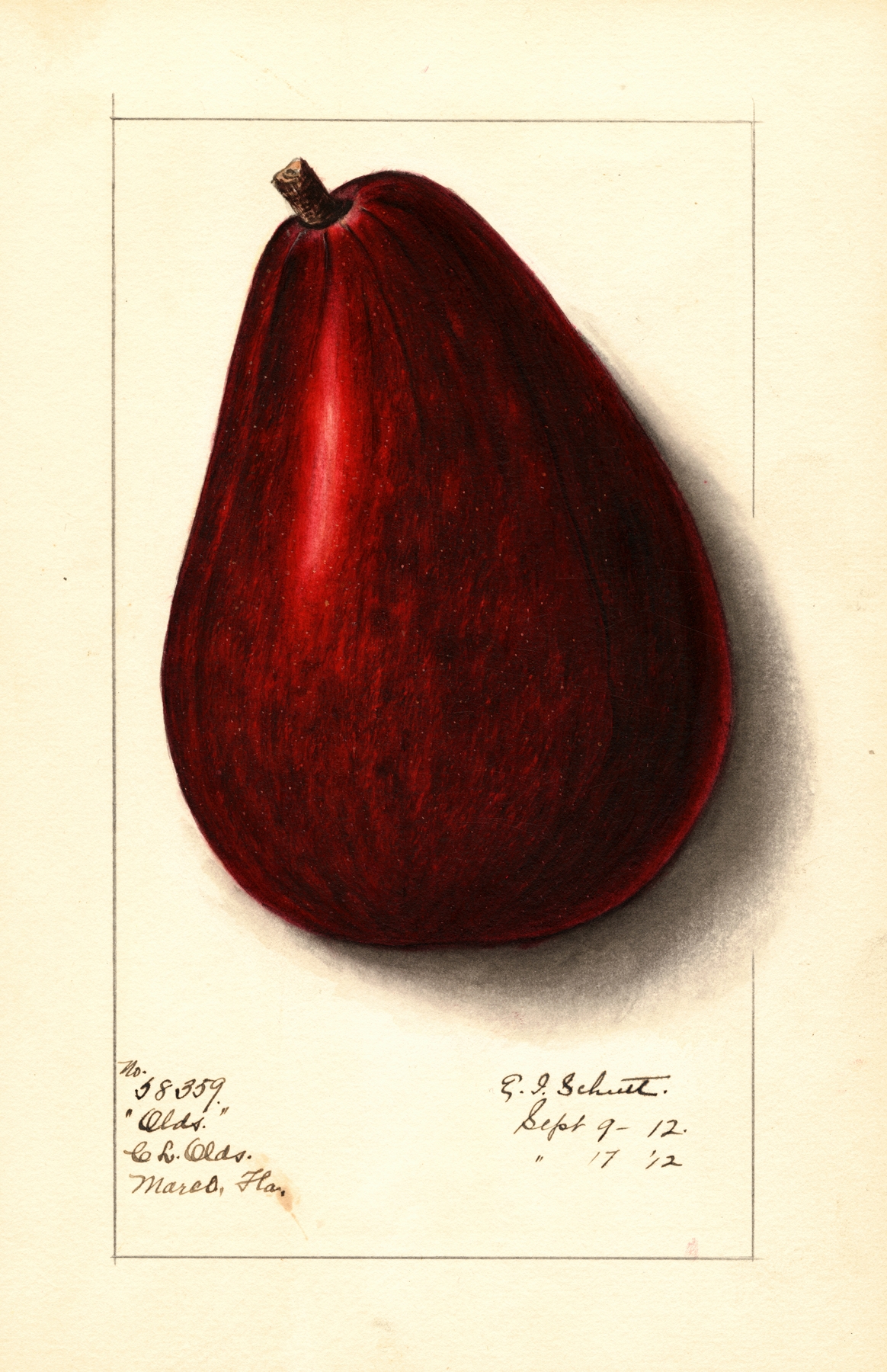 Persea: Olds by Ellen Isham Schutt