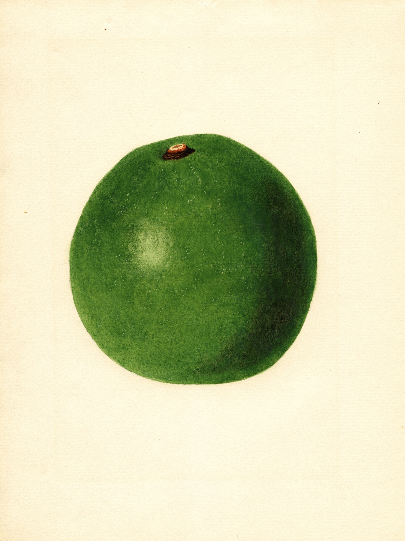 Persea: Winslowson by James Marion Shull