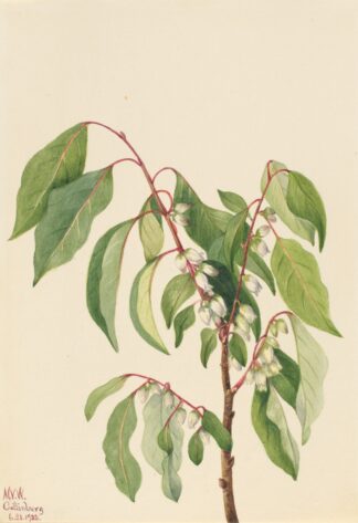 Persimmon by Mary Vaux Walcott