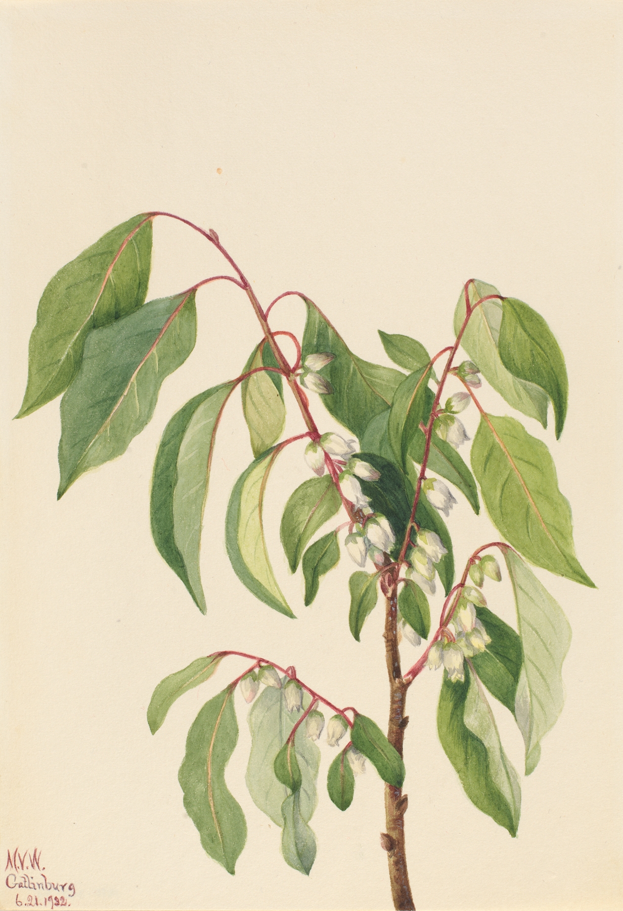 Persimmon by Mary Vaux Walcott