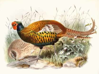 Phasianus insignis. by Joseph Smit