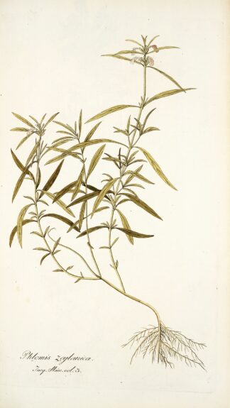 Phlomis zeylanica by Nikolaus Joseph Freiherr von Jacquin