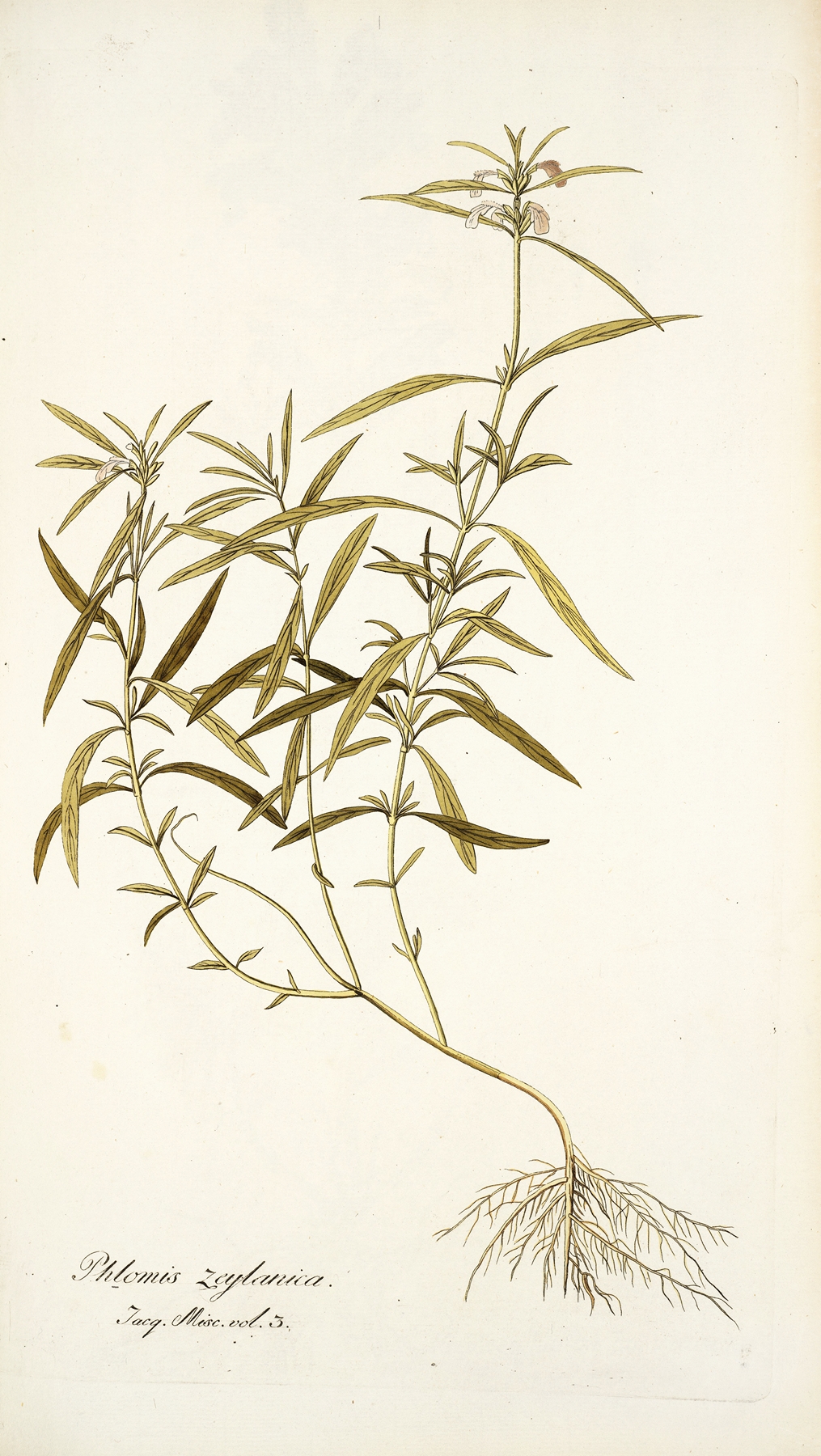 Phlomis zeylanica by Nikolaus Joseph Freiherr von Jacquin