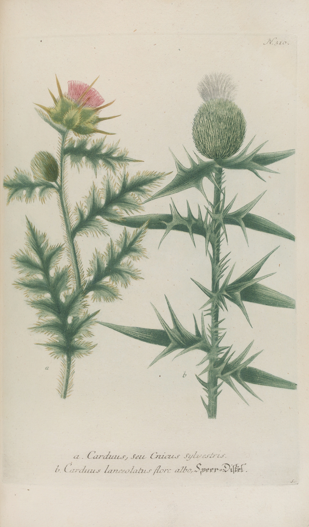 Phytanthoza iconographia Pl.033 by Johann Wilhelm Weinmann