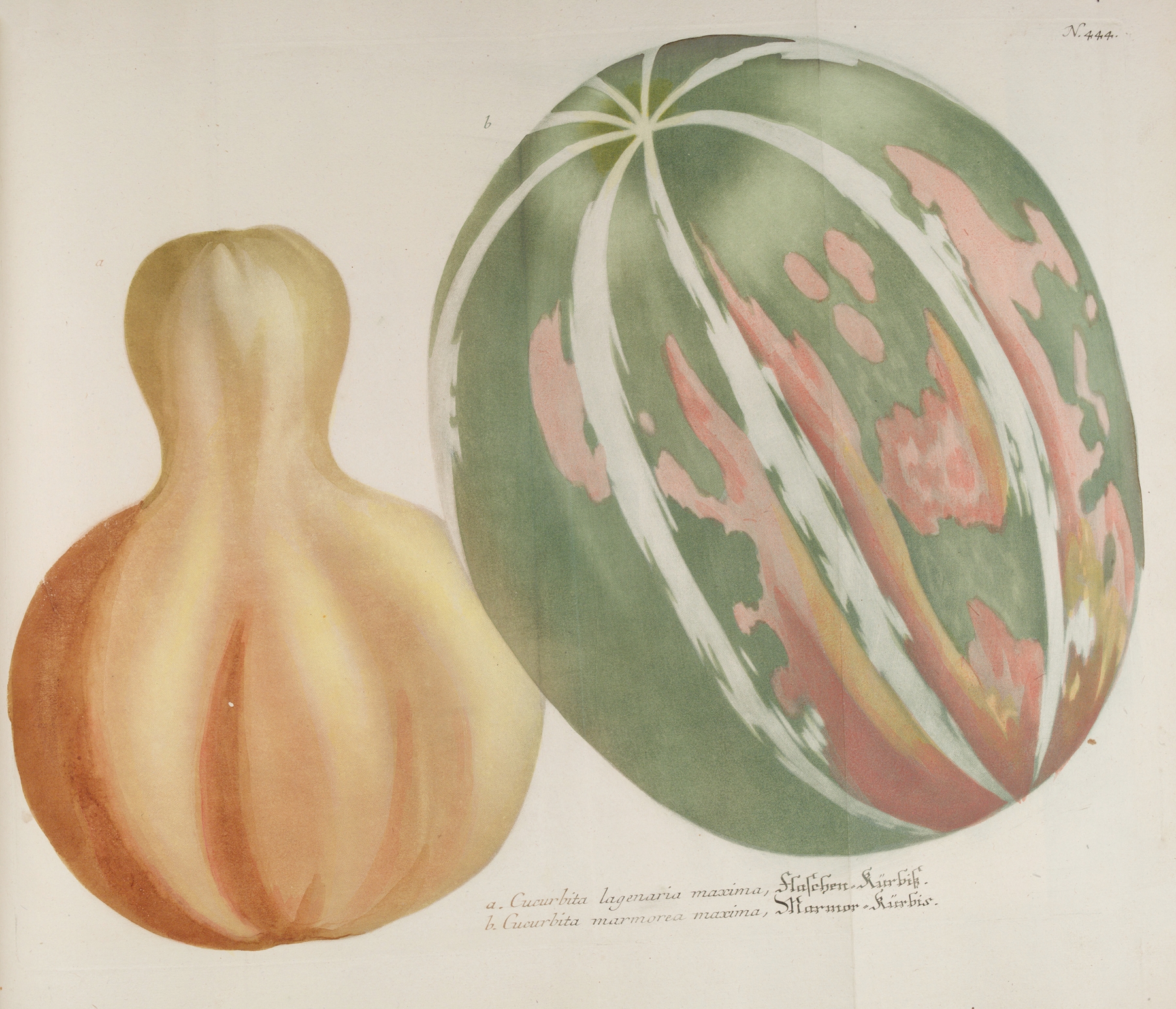 Phytanthoza iconographia Pl.167 by Johann Wilhelm Weinmann