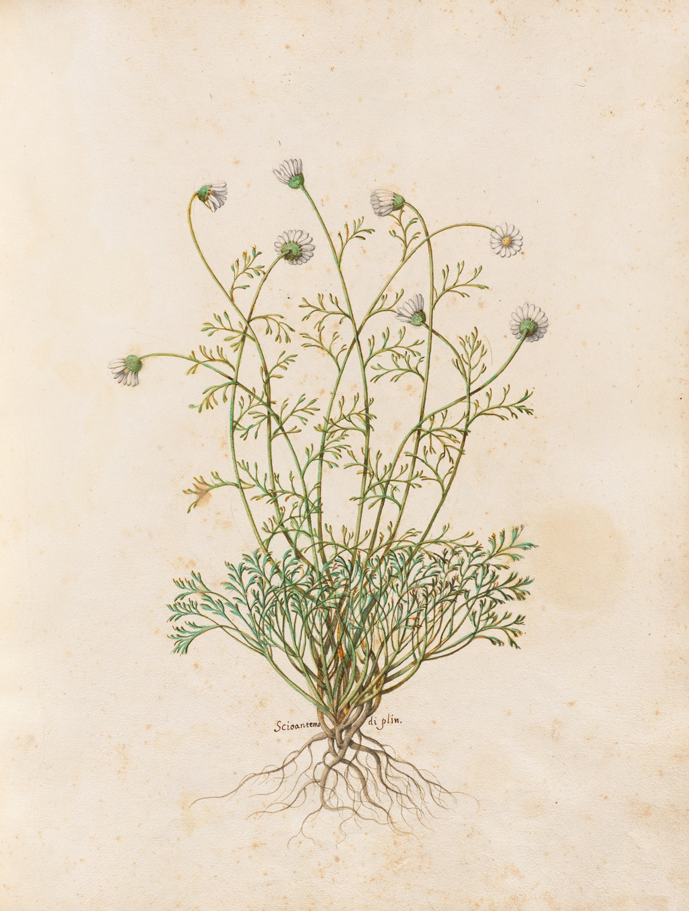 Piante varie Pl.36 by Giovanna Garzoni