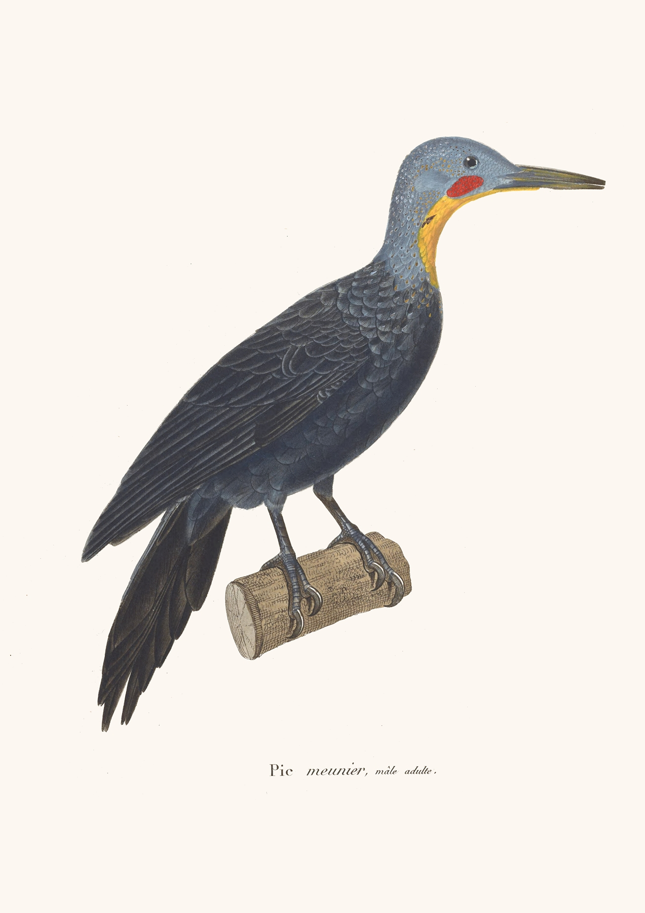 Pic Meunier. by Coenraad Jacob Temminck