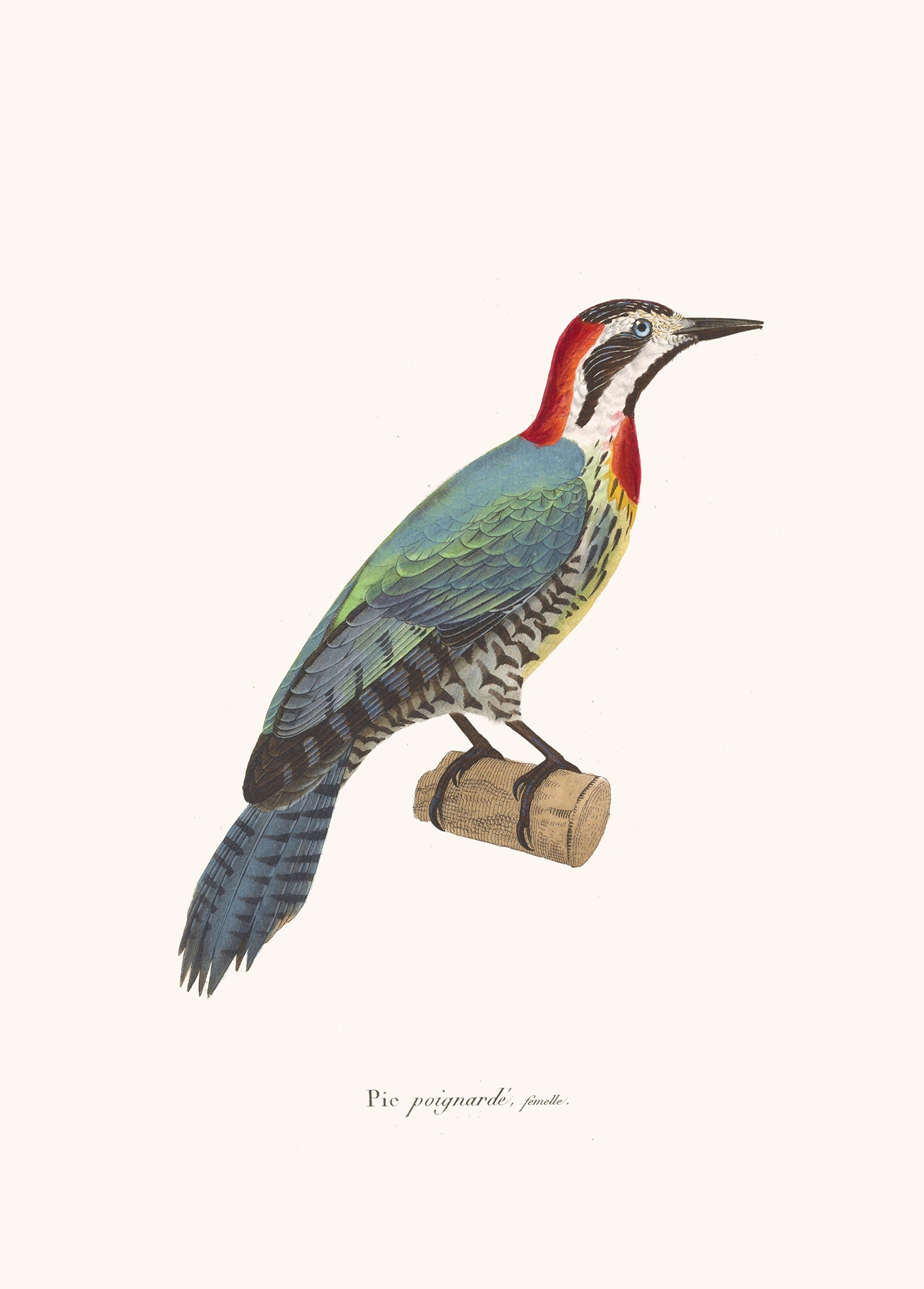 Pic Poignardé. by Coenraad Jacob Temminck