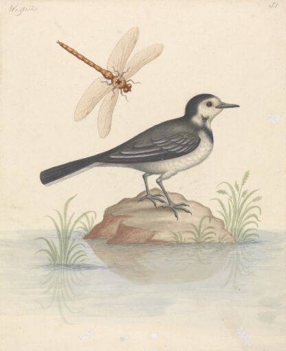 Pied Wagtail and Dragonfly by George Edwards Hoodie
