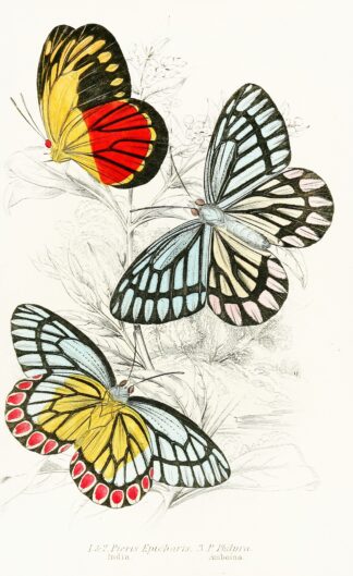 Pieris Epicharis, Pieris Philyra by James Duncan