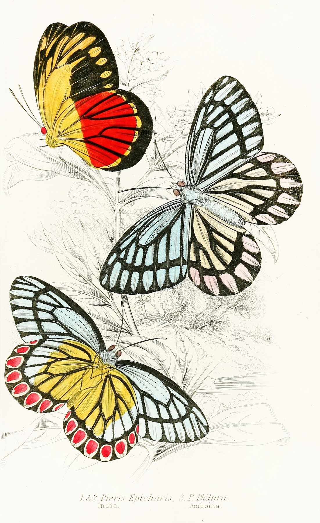 Pieris Epicharis, Pieris Philyra by James Duncan