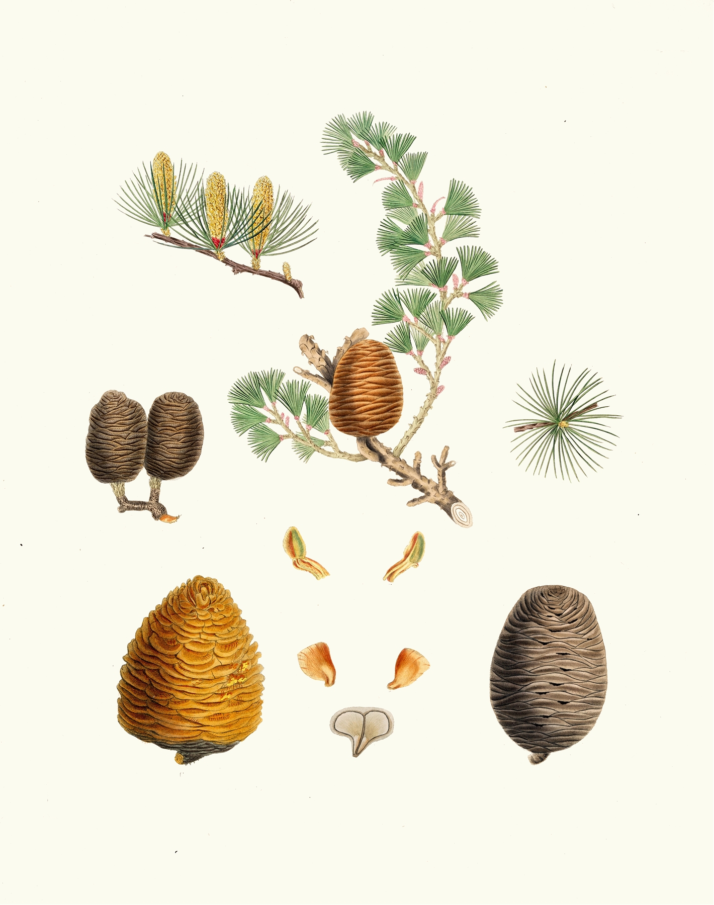 Pinus deodara = Indian cedar by Aylmer Bourke Lambert