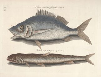 Piscium, serpentum, insectorum, aliorumque nonnullorum animalum nec non plantarum quarundam imagines Pl.002 by Mark Catesby