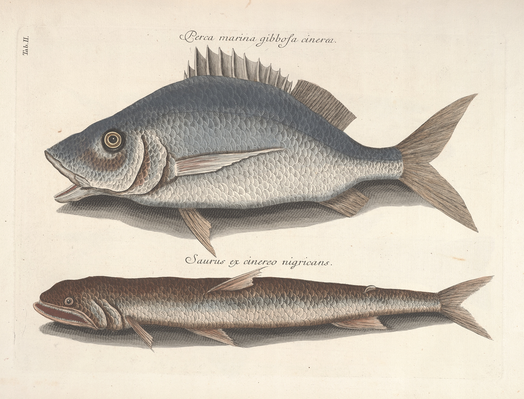 Piscium, serpentum, insectorum, aliorumque nonnullorum animalum nec non plantarum quarundam imagines Pl.002 by Mark Catesby