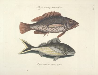 Piscium, serpentum, insectorum, aliorumque nonnullorum animalum nec non plantarum quarundam imagines Pl.007 by Mark Catesby