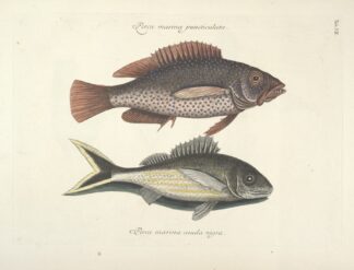 Piscium, serpentum, insectorum, aliorumque nonnullorum animalum nec non plantarum quarundam imagines Pl.007 by Mark Catesby