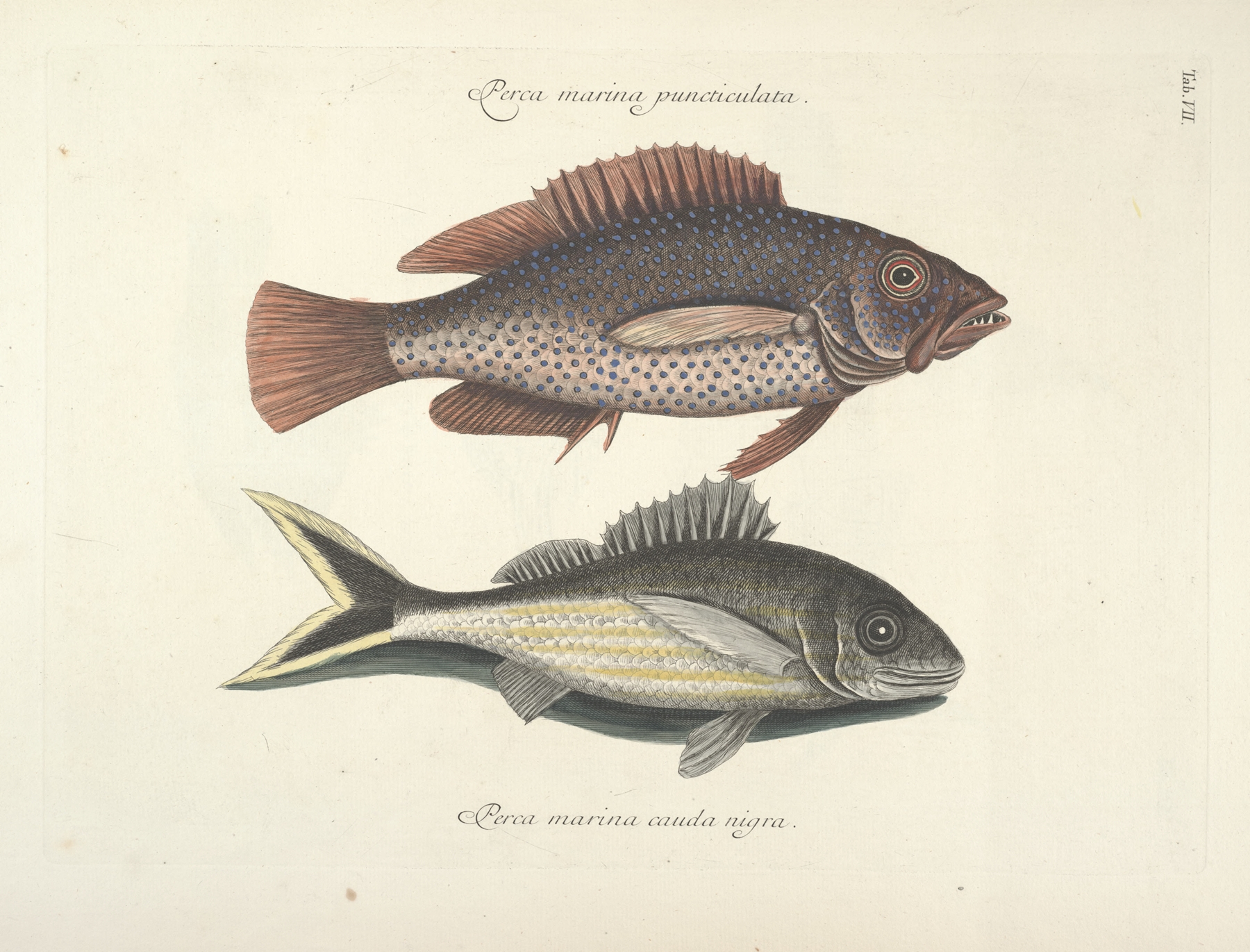 Piscium, serpentum, insectorum, aliorumque nonnullorum animalum nec non plantarum quarundam imagines Pl.007 by Mark Catesby