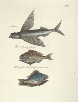 Piscium, serpentum, insectorum, aliorumque nonnullorum animalum nec non plantarum quarundam imagines Pl.008 by Mark Catesby