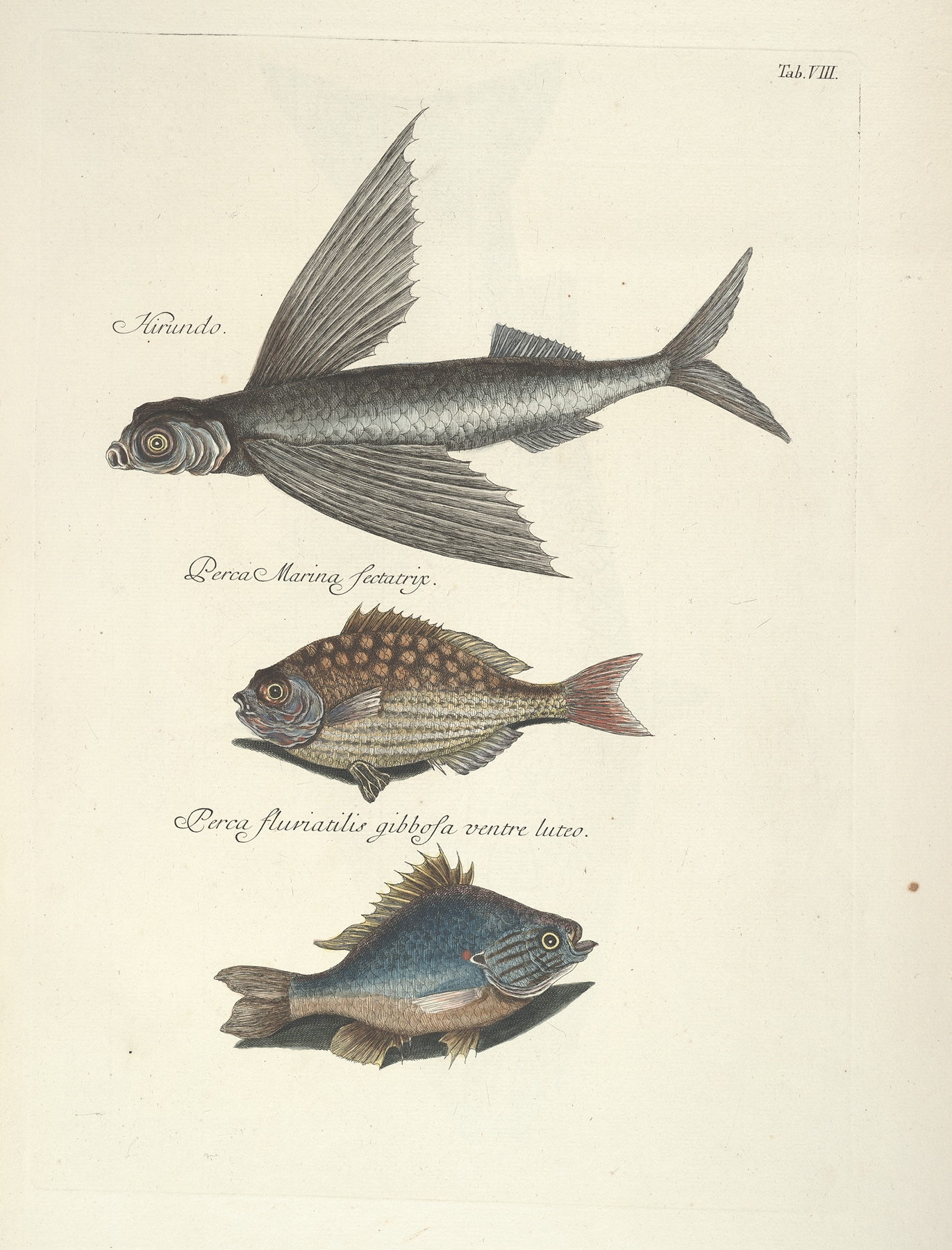 Piscium, serpentum, insectorum, aliorumque nonnullorum animalum nec non plantarum quarundam imagines Pl.008 by Mark Catesby