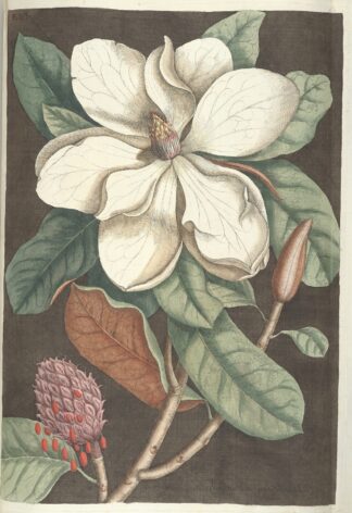 Piscium, serpentum, insectorum, aliorumque nonnullorum animalum nec non plantarum quarundam imagines Pl.061 by Mark Catesby