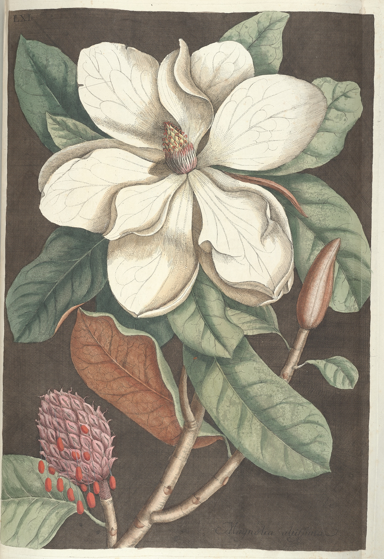 Piscium, serpentum, insectorum, aliorumque nonnullorum animalum nec non plantarum quarundam imagines Pl.061 by Mark Catesby