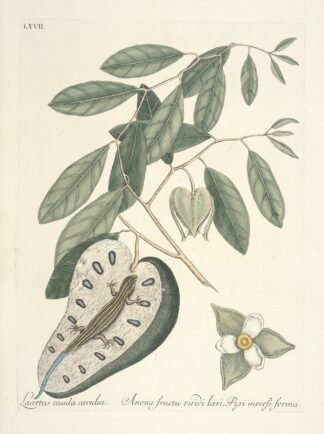 Piscium, serpentum, insectorum, aliorumque nonnullorum animalum nec non plantarum quarundam imagines Pl.067 by Mark Catesby