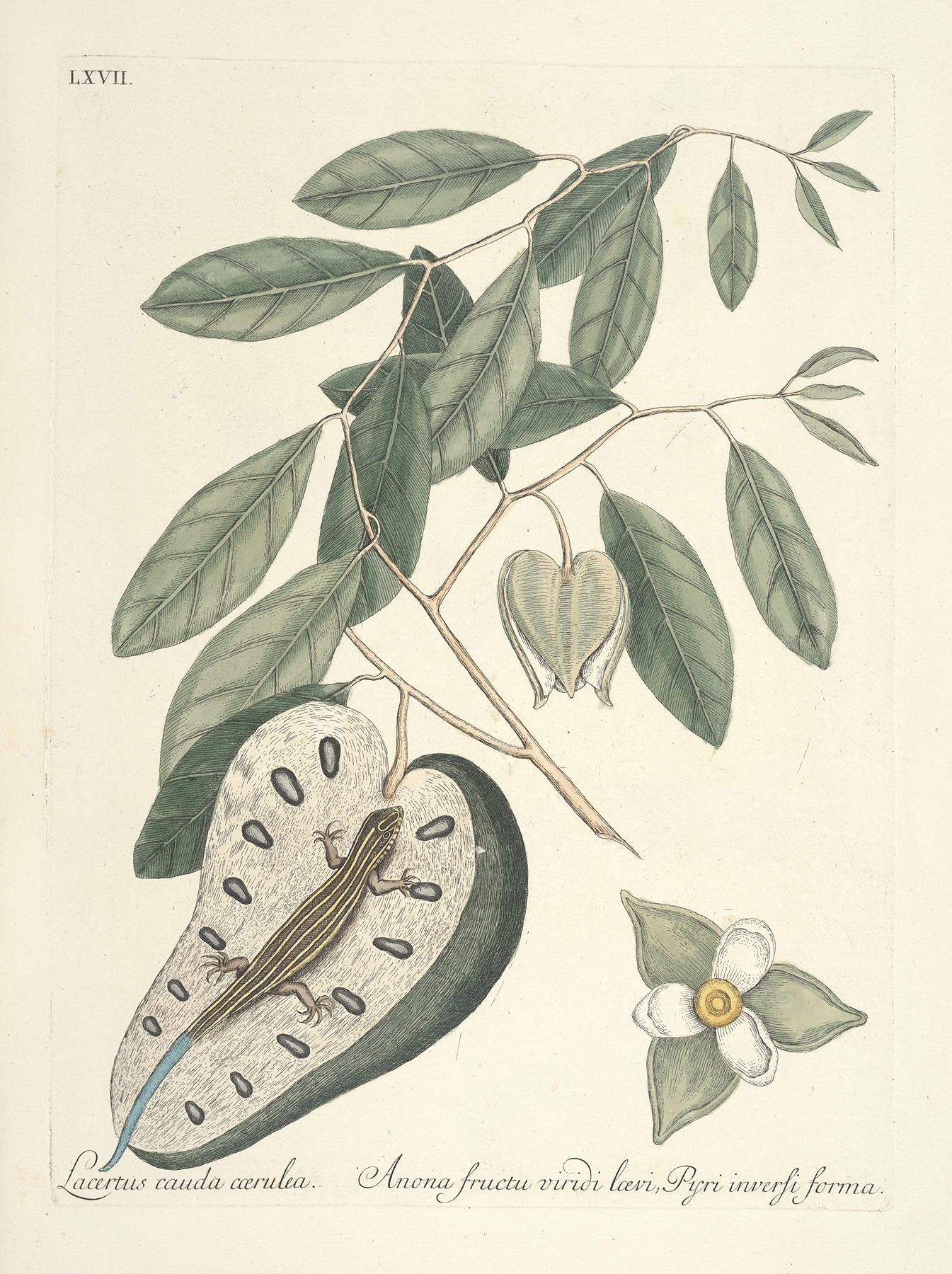 Piscium, serpentum, insectorum, aliorumque nonnullorum animalum nec non plantarum quarundam imagines Pl.067 by Mark Catesby