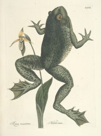 Piscium, serpentum, insectorum, aliorumque nonnullorum animalum nec non plantarum quarundam imagines Pl.072 by Mark Catesby