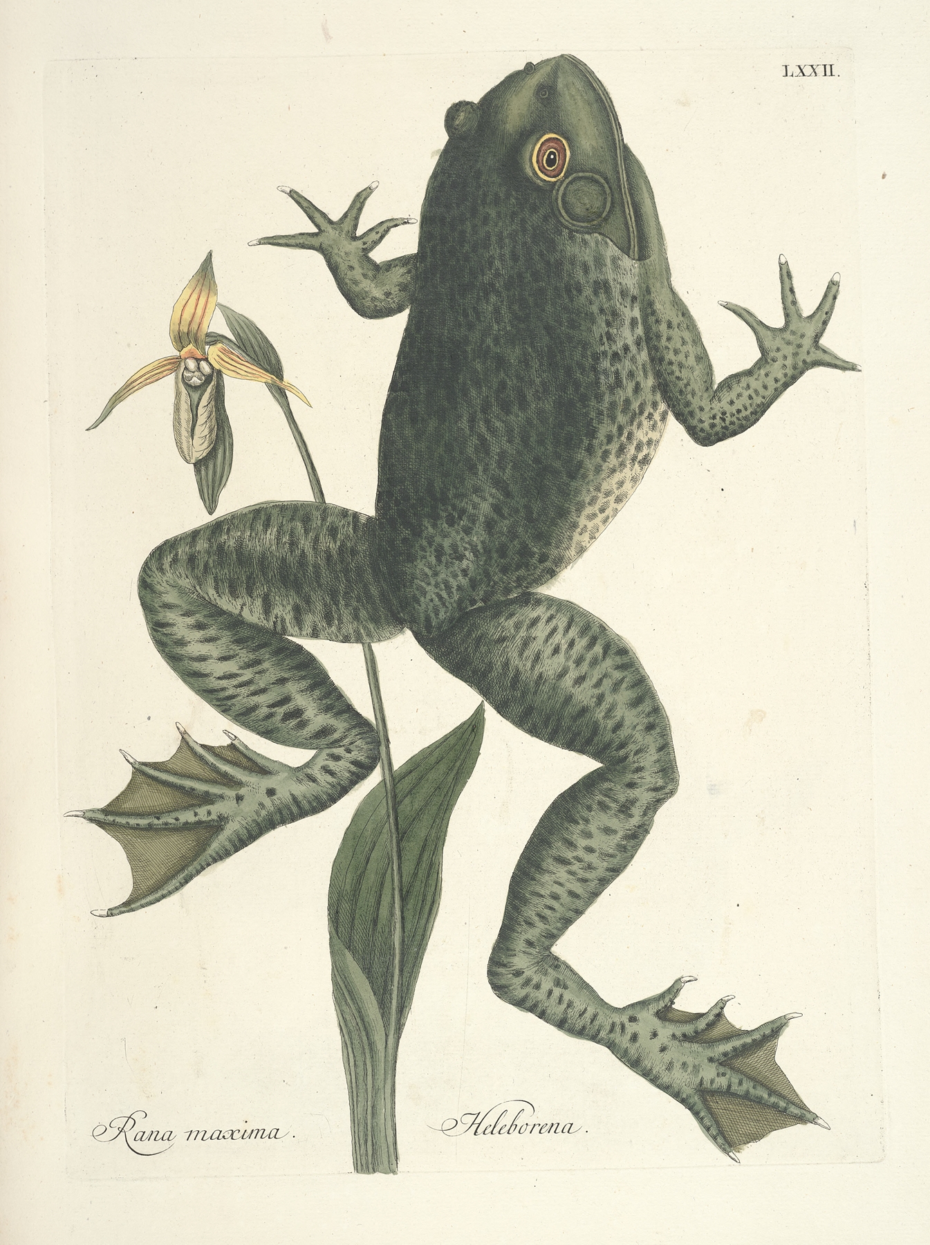 Piscium, serpentum, insectorum, aliorumque nonnullorum animalum nec non plantarum quarundam imagines Pl.072 by Mark Catesby
