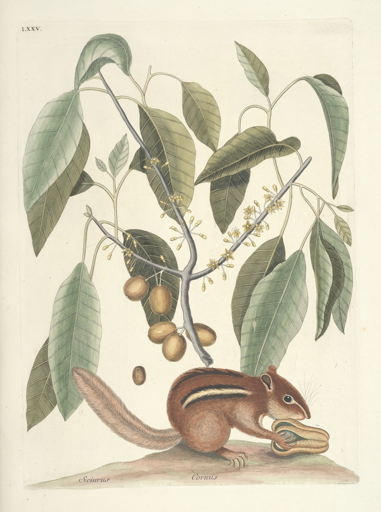 Piscium, serpentum, insectorum, aliorumque nonnullorum animalum nec non plantarum quarundam imagines Pl.075 by Mark Catesby
