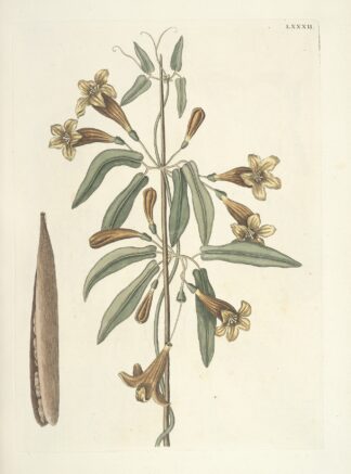Piscium, serpentum, insectorum, aliorumque nonnullorum animalum nec non plantarum quarundam imagines Pl.082 by Mark Catesby