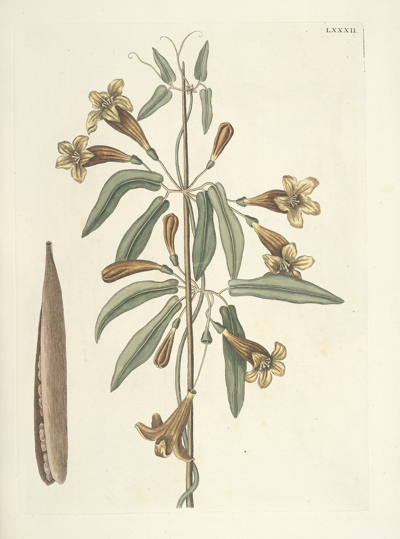 Piscium, serpentum, insectorum, aliorumque nonnullorum animalum nec non plantarum quarundam imagines Pl.082 by Mark Catesby