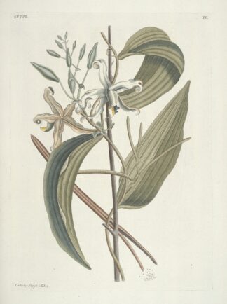 Piscium, serpentum, insectorum, aliorumque nonnullorum animalum nec non plantarum quarundam imagines Pl.104 by Mark Catesby