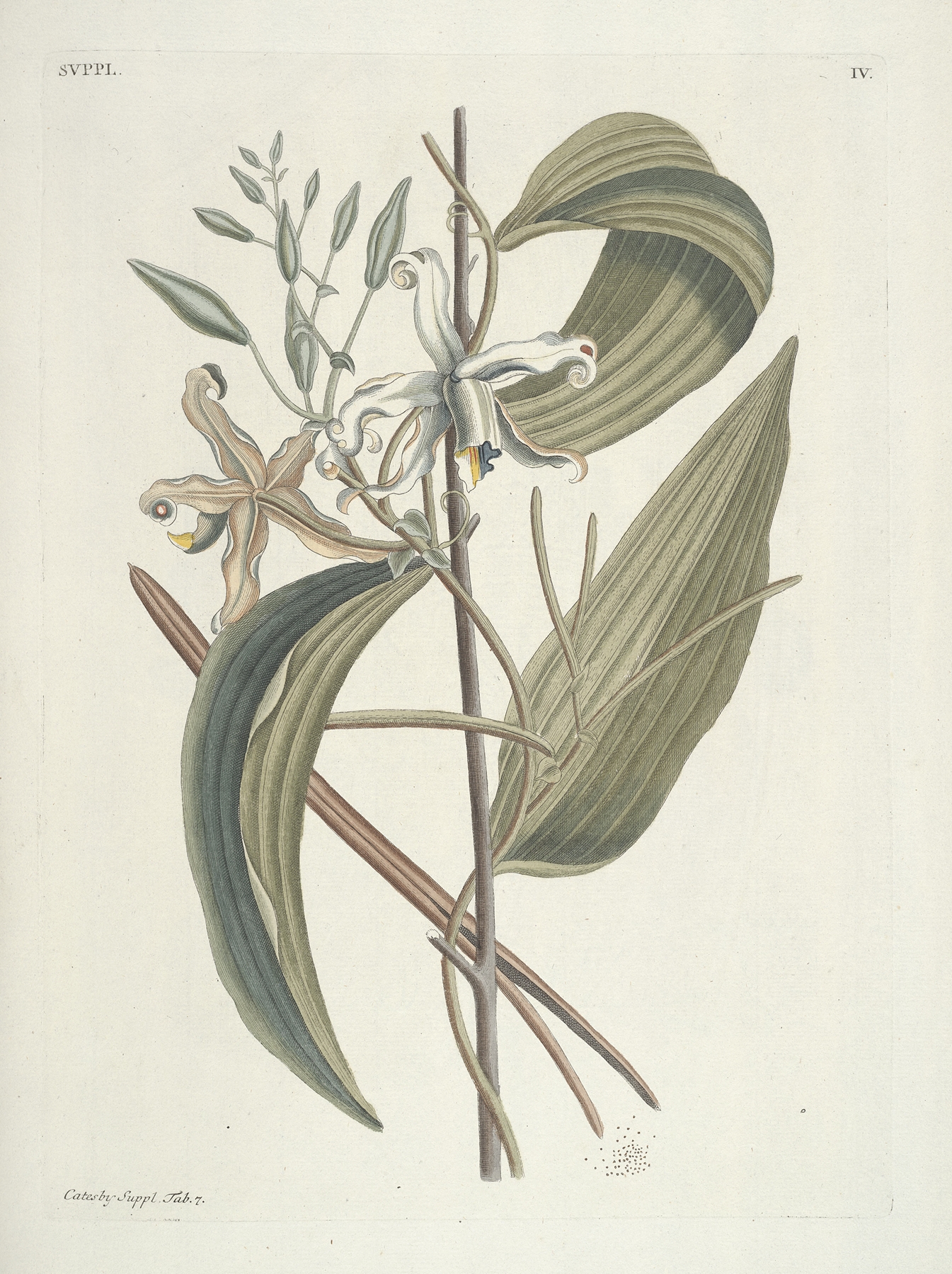 Piscium, serpentum, insectorum, aliorumque nonnullorum animalum nec non plantarum quarundam imagines Pl.104 by Mark Catesby