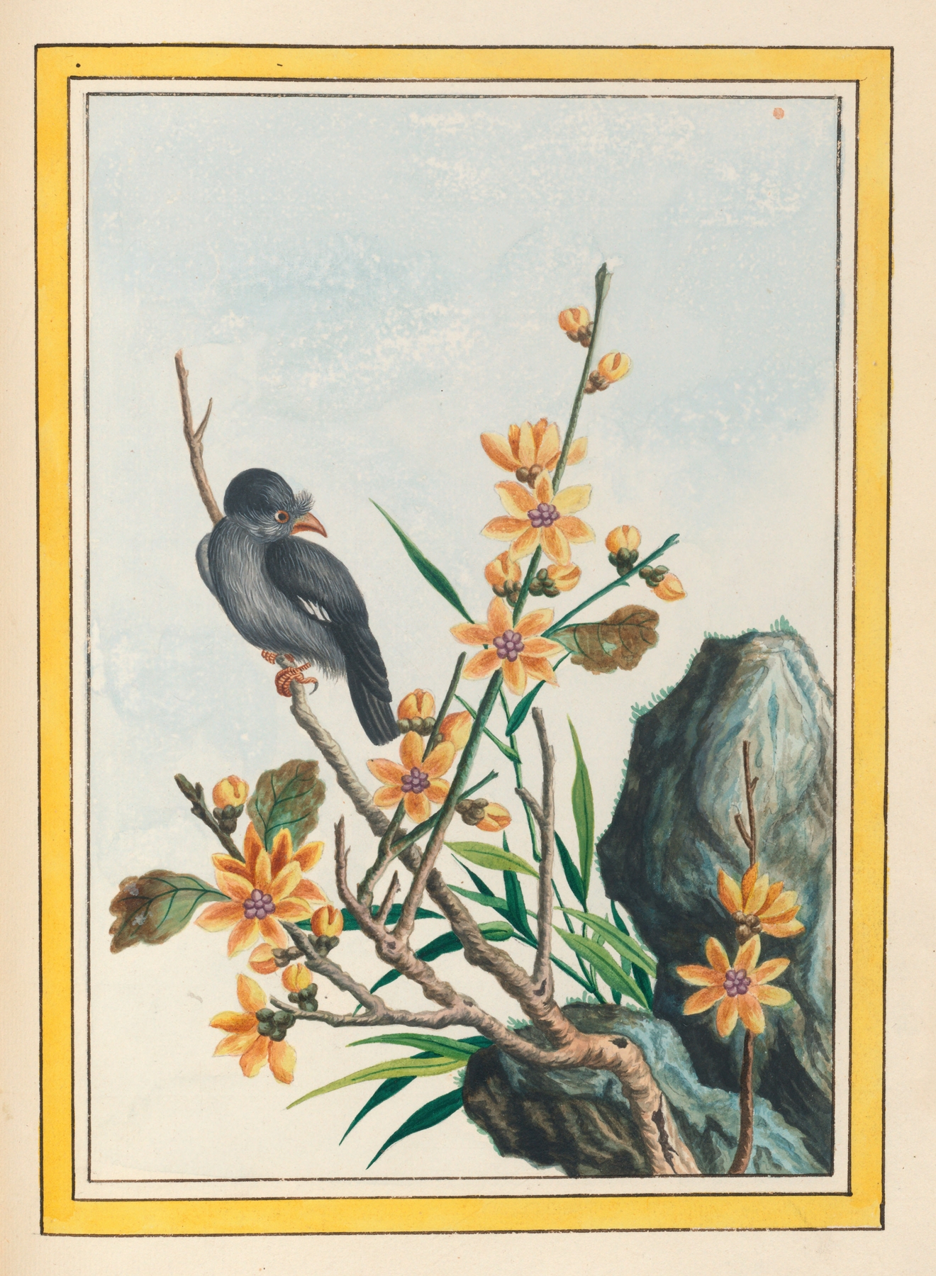 Plantes de Chine Pl.065 by Pierre Joseph Buchoz