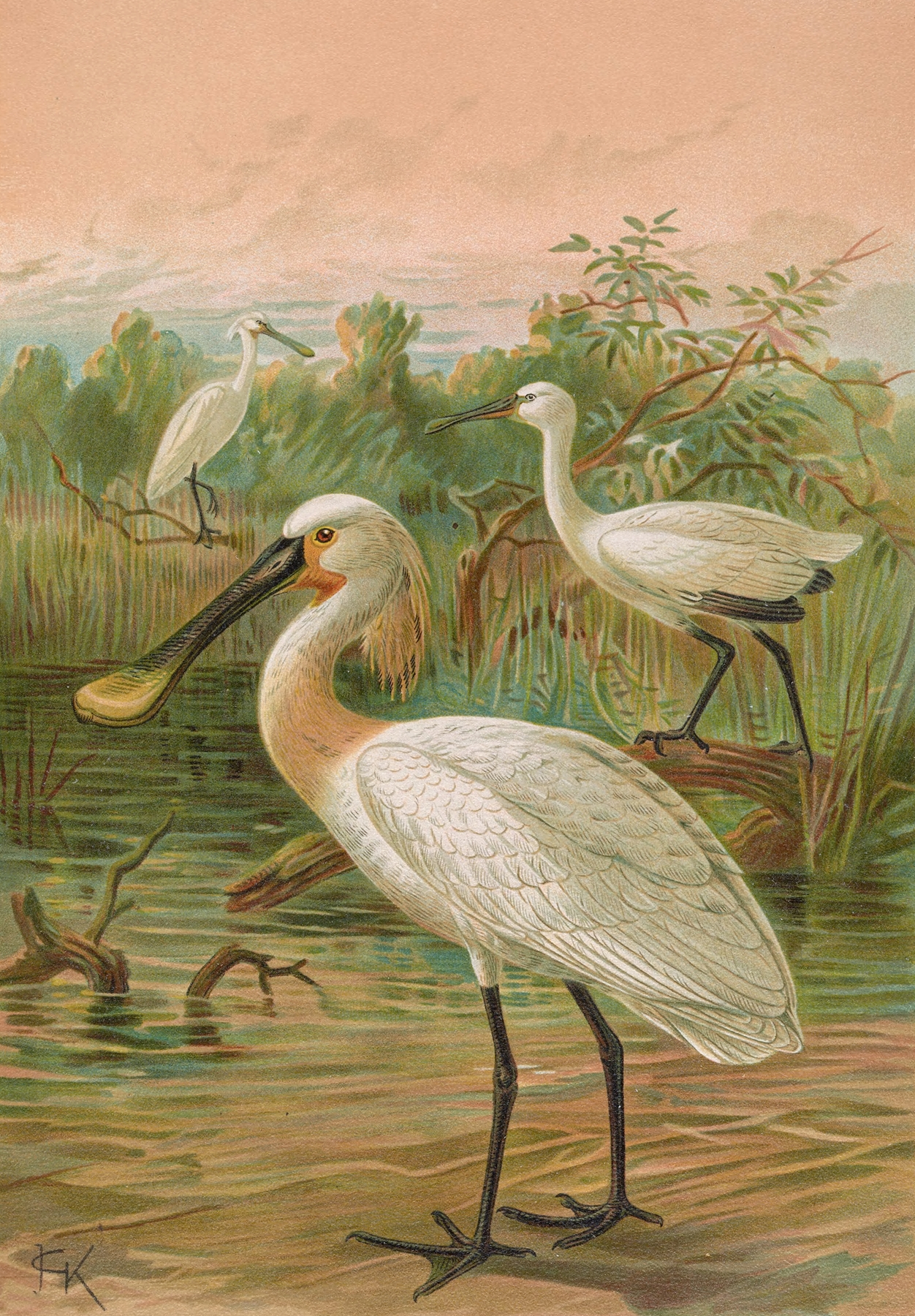 Platalea leucorodia by Johann Friedrich Naumann