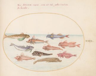 Plate 26; Gurnards, Dragonets, and Other Fish by Joris Hoefnagel